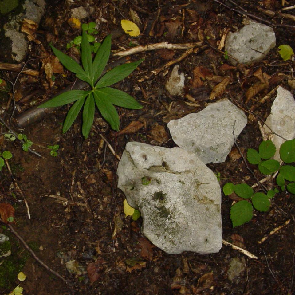 225.JPG