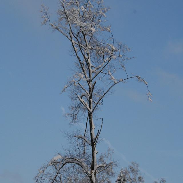 106.JPG