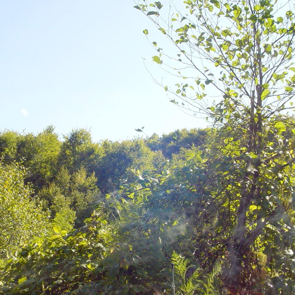 215.JPG