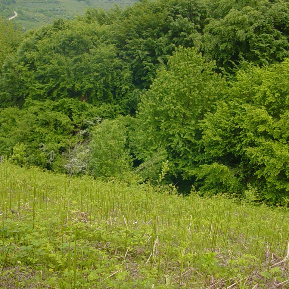 217.JPG
