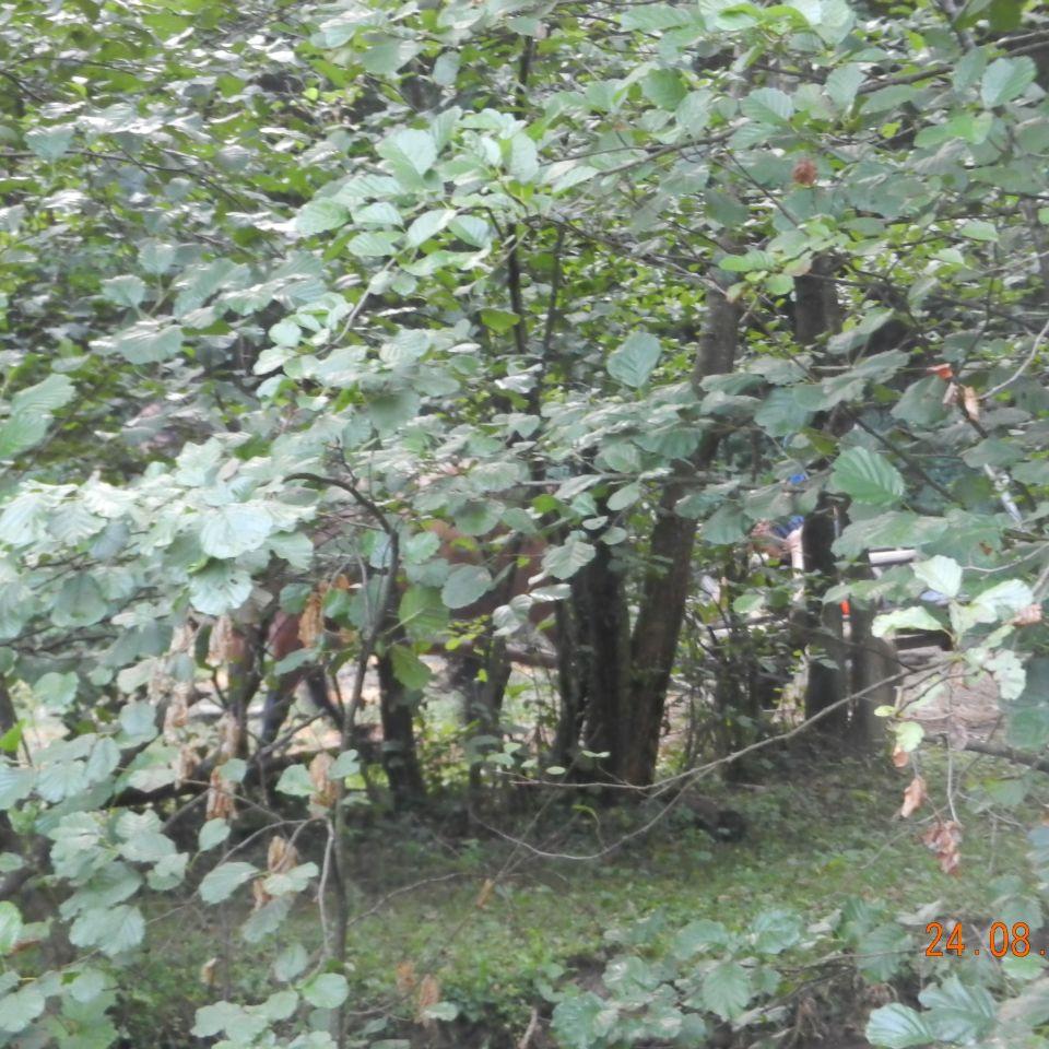 135.jpg